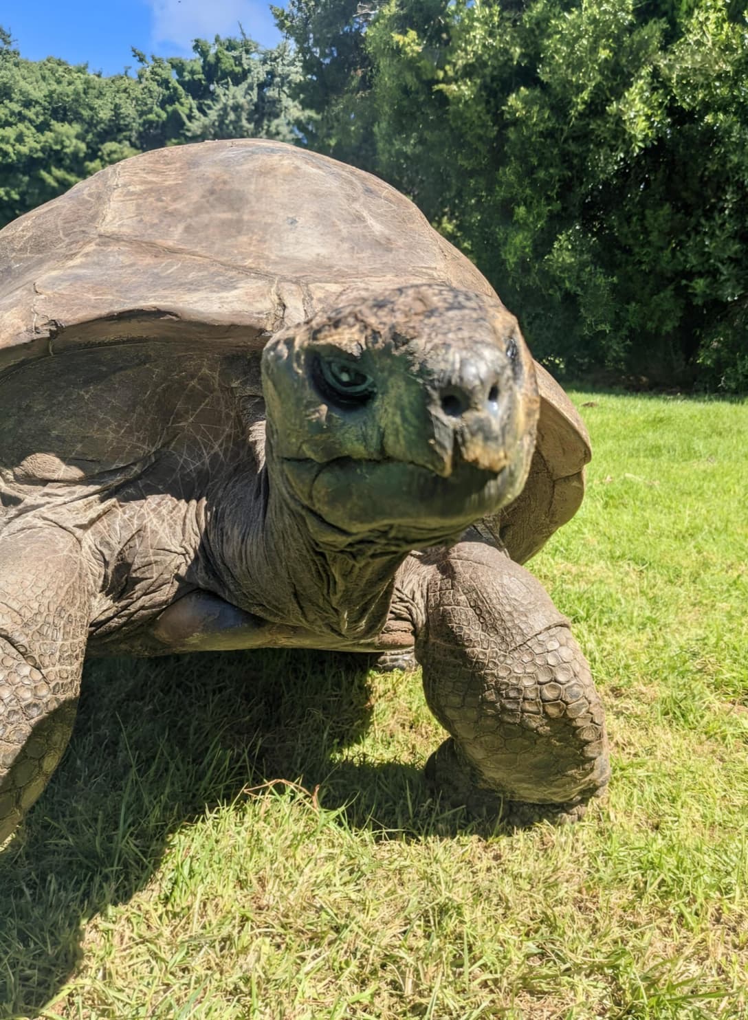 oudste schildpad jonathan